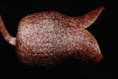 Asarum harperi, photographed by Brian Finzel