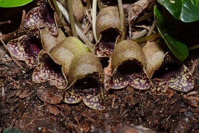 Asarum harperi, photographed by Brian Finzel