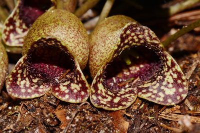 Asarum harperi, photographed by Brian Finzel