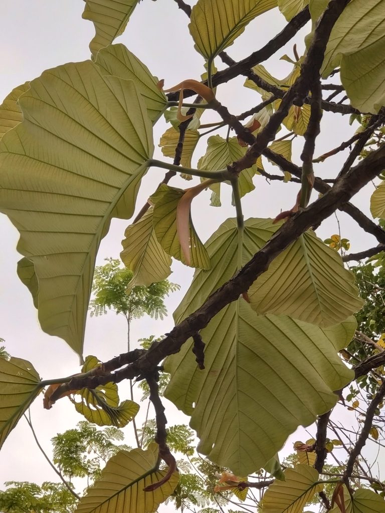 Dipterocarpus tuberculatus, photographed by Utain Pummarin