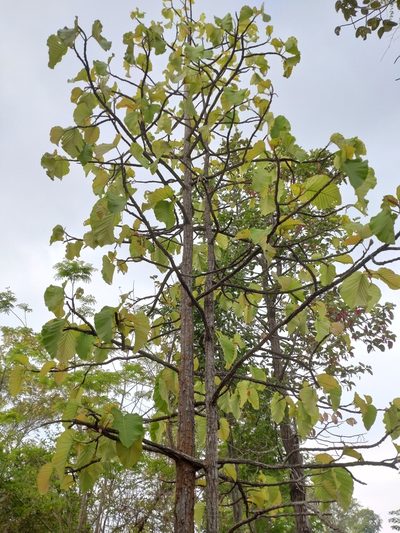 Dipterocarpus tuberculatus, photographed by Utain Pummarin