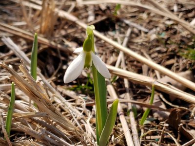 Galanthus elwesii, photographed by Tyler Bishop
