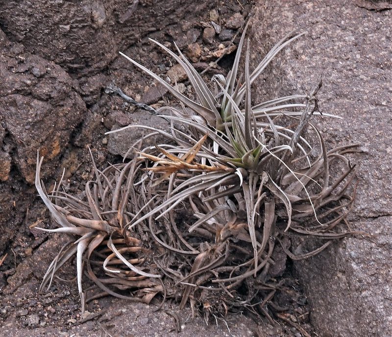 Tillandsia xiphioides, photographed by Hugo Hulsberg