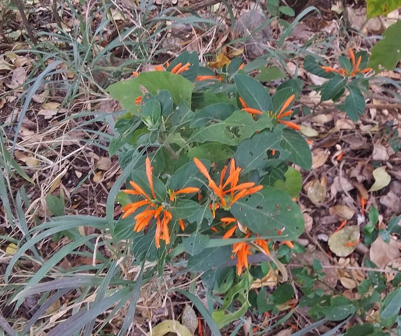 Justicia spicigera, photographed by Luc Wyn