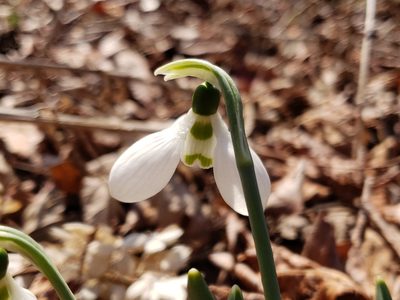 Galanthus elwesii, photographed by Tyler Bishop