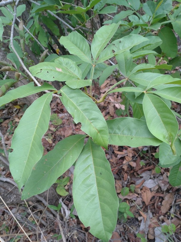 Vitex limonifolia, photographed by Utain Pummarin
