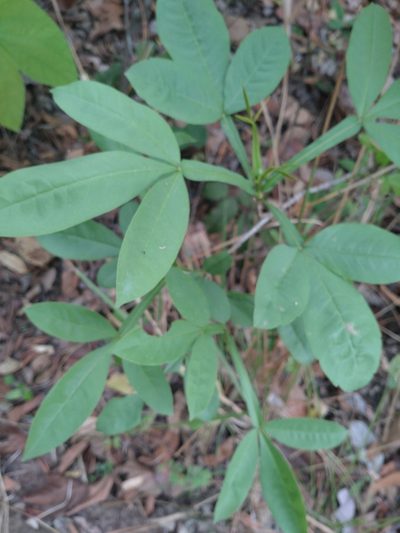 Vitex limonifolia, photographed by Utain Pummarin