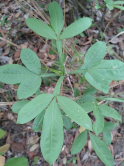 Vitex limonifolia, photographed by Utain Pummarin
