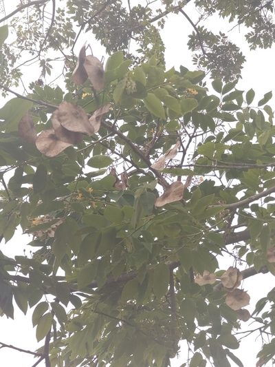 Pterocarpus macrocarpus, photographed by Utain Pummarin