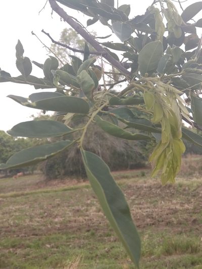 Pterocarpus macrocarpus, photographed by Utain Pummarin
