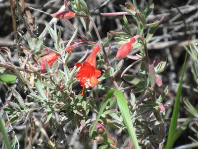 Epilobium canum, photographed by Dorothy Johnson