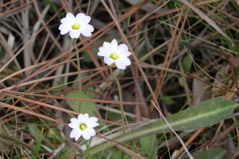 Pinguicula primuliflora, photographed by Kim