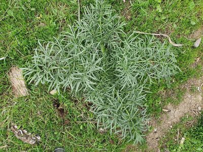 Thapsia garganica, photographed by Mehdi Chetibi