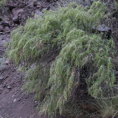 Acanthostyles buniifolius, photographed by Hugo Hulsberg