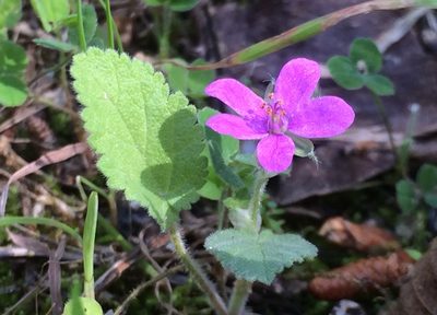 Erodium malacoides, photographed by dbmhartley