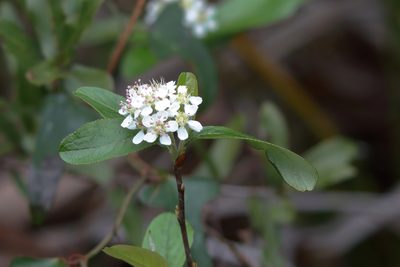 Aronia arbutifolia, photographed by Kim