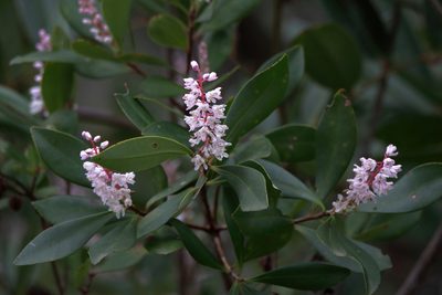 Cliftonia monophylla