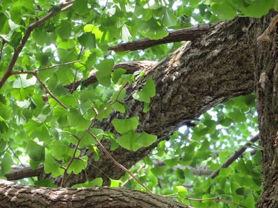 Ginkgo biloba, photographed by Marco Mussita