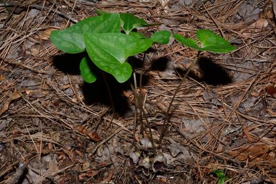 Asarum speciosum, photographed by Brian Finzel