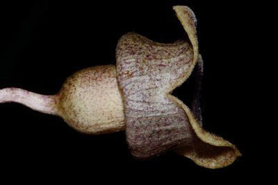 Asarum speciosum, photographed by Brian Finzel