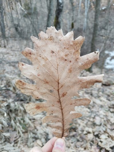 Quercus frainetto, photographed by Ljaž