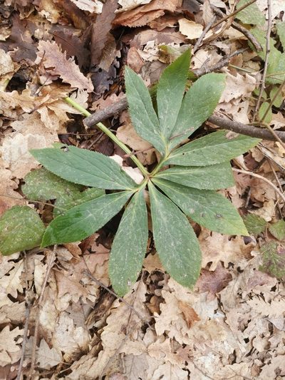 Helleborus odorus, photographed by Ljaž