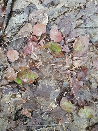 Epimedium alpinum, photographed by Ljaž