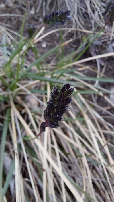 Sesleria sadleriana, photographed by Tristan Haab