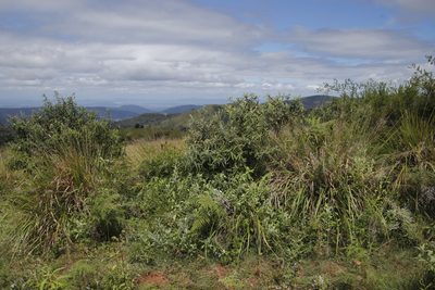 Buddleja salviifolia, photographed by Tony Rebelo