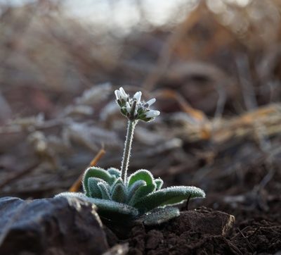 Tomostima cuneifolia, photographed by Andrew Tree
