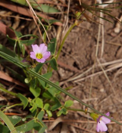 Oxalis semiloba, photographed by Tony Rebelo