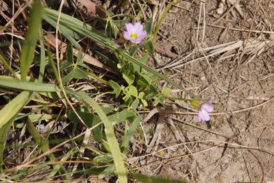 Oxalis semiloba, photographed by Tony Rebelo