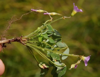 Oxalis semiloba, photographed by Tony Rebelo