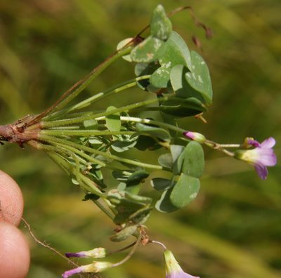 Oxalis semiloba, photographed by Tony Rebelo