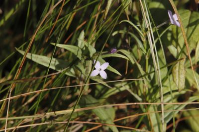 Conostomium natalense, photographed by Tony Rebelo