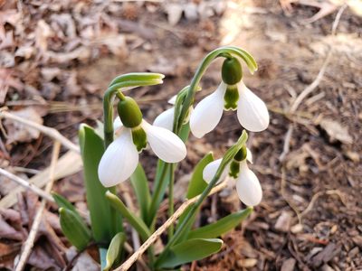 Galanthus elwesii, photographed by Tyler Bishop