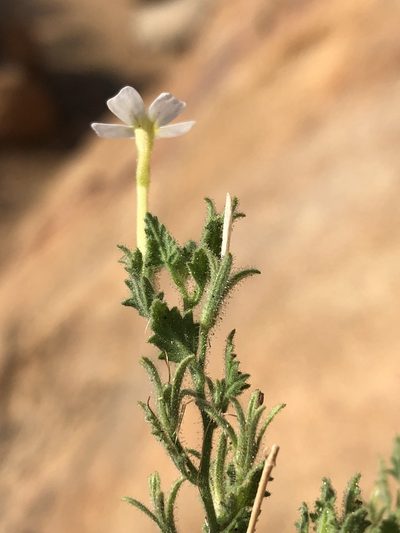 Jamesbrittenia pallida, photographed by Dave U
