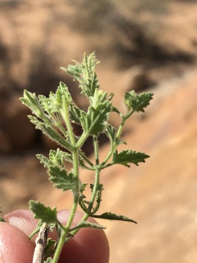 Jamesbrittenia pallida, photographed by Dave U