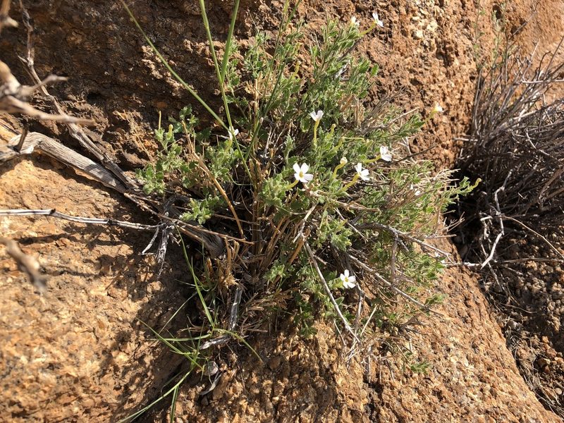 Jamesbrittenia pallida, photographed by Dave U