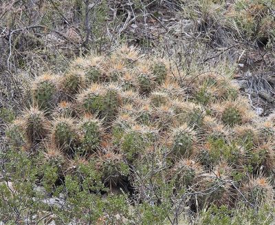 Soehrensia candicans, photographed by Hugo Hulsberg