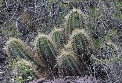 Soehrensia candicans, photographed by Hugo Hulsberg