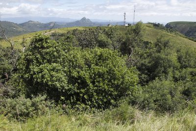 Maesa lanceolata, photographed by Tony Rebelo