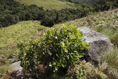 Maesa lanceolata, photographed by Tony Rebelo