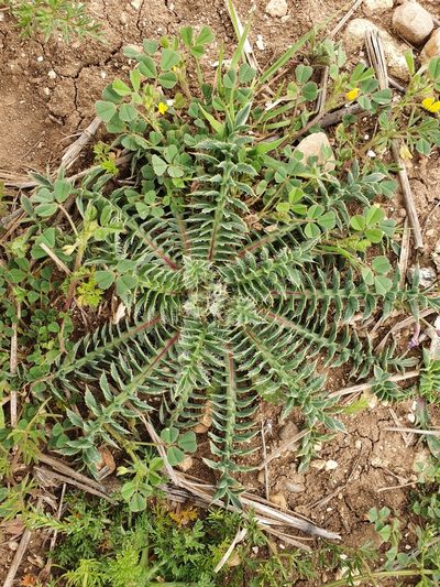 Carthamus carduncellus, photographed by Mehdi Chetibi