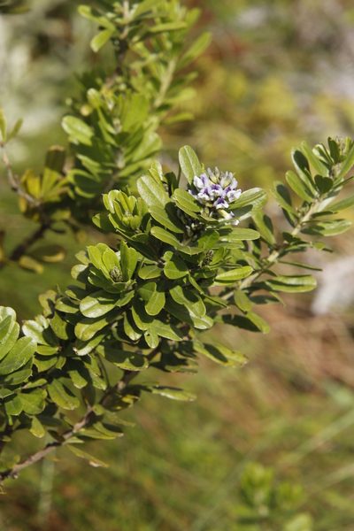 Psoralea foliosa, photographed by Tony Rebelo