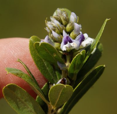Psoralea foliosa, photographed by Tony Rebelo