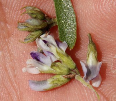 Psoralea foliosa, photographed by Tony Rebelo