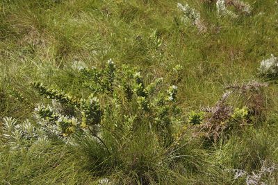 Psoralea foliosa, photographed by Tony Rebelo