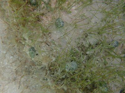 Syringodium filiforme, photographed by Natalie Waddell-Rutter