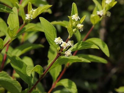 Lippia javanica, photographed by Tony Rebelo